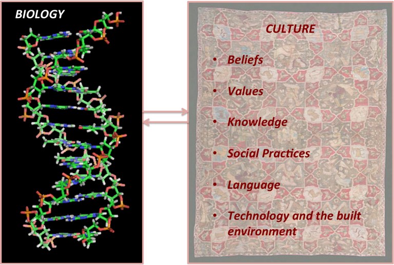 What is Biocultural Evolution? | The Biocultural Evolution Blog