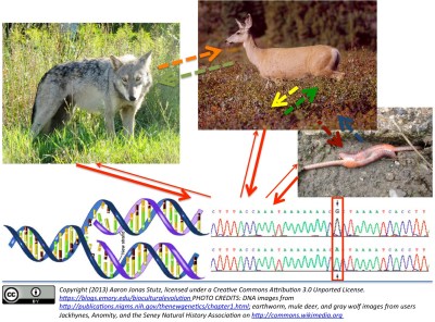 Populations of DNA shape phenotypic "vehicles" that are better or worse fit to their environments. Occasional random mutations in DNA replication produce variations among DNA strands in the vehicles (anatomical, physiological, biochemical, behavioral) that they build or influence. Those DNA strands producing better-fit vehicles will be more likely to survive and replicate. The long-term interesting result about life on Earth is that DNA populations shape complex environments, even as those cumulatively-forming environments structure which DNA variants subsequently survive and replicate. Due to random biochemical copying errors (a.k.a. mutation), DNA maintains a constant potential to change the environment, no matter how resilient an ecological balance has emerged in the environment, through food-web and habitat modifications. Thus, constantly DNA stands in a non-nested systemic hierarchical relationship to its environment.