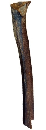 DNA from this ca. 45,000-year-old thigh bone is so well preserved that it has allowed researchers to reconstruct the entire genome of this ancient individual. Details of the genome confirm what the anatomy of this bone suggest. This is the oldest known anatomically modern human (AMH) to be positively associated with the critical AMH population expansion that unfolded ca. 50,000-40,000 years ago and led to the virtual extinction of Neandertals in Western Eurasia.