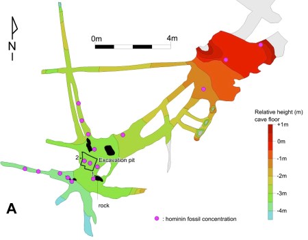 The Dinaledi chamber has just begun to be excavated. Initial surveys reveal multiple, partially buried concentrations of human bone. These are shown as pink circles. By Dirks et al. (2015: Fig. 2), published under a CC-BY 4.0 international license.